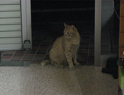 cat2.jpg